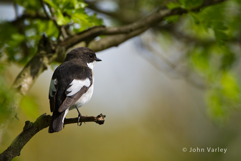 pied_flycatcher_1000_1978.jpg