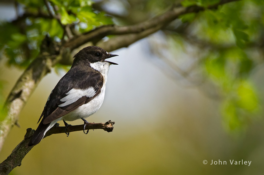 pied_flycatcher_1000_1982.jpg