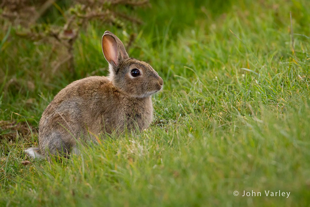 rabbit_1000_2127.jpg