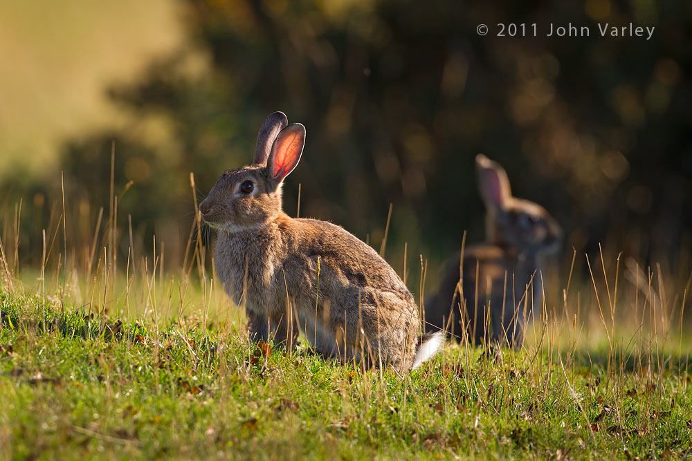 rabbits_1000_4194.jpg