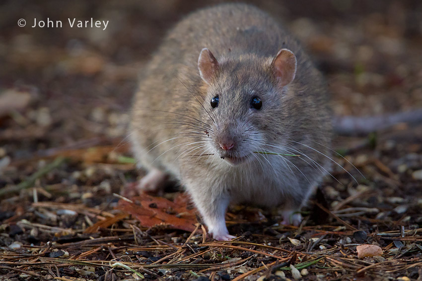 rat_850_9513.jpg