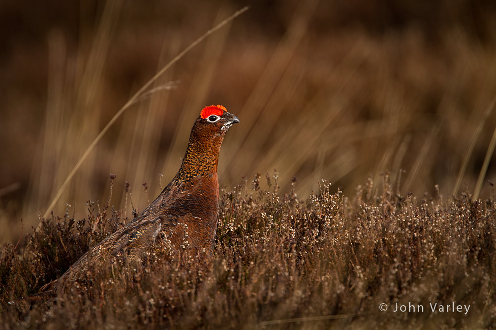 red_grouse_1000_0619.jpg
