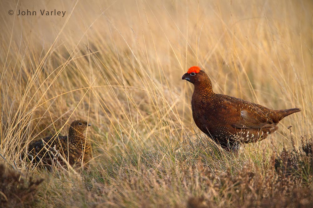 red_grouse_1000_0712.jpg