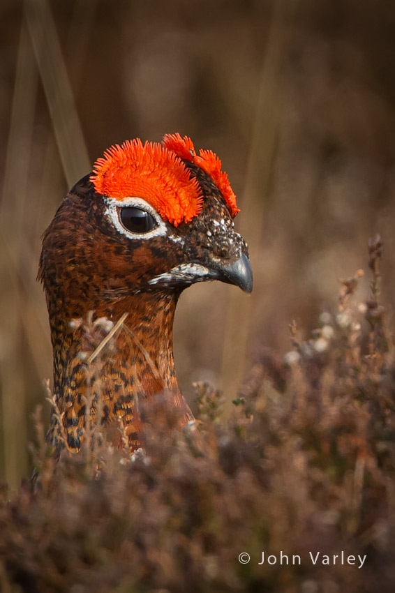 red_grouse_850_0630.jpg