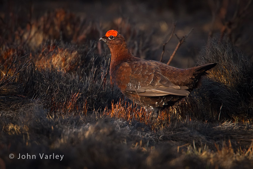 red_grouse_850_0698.jpg