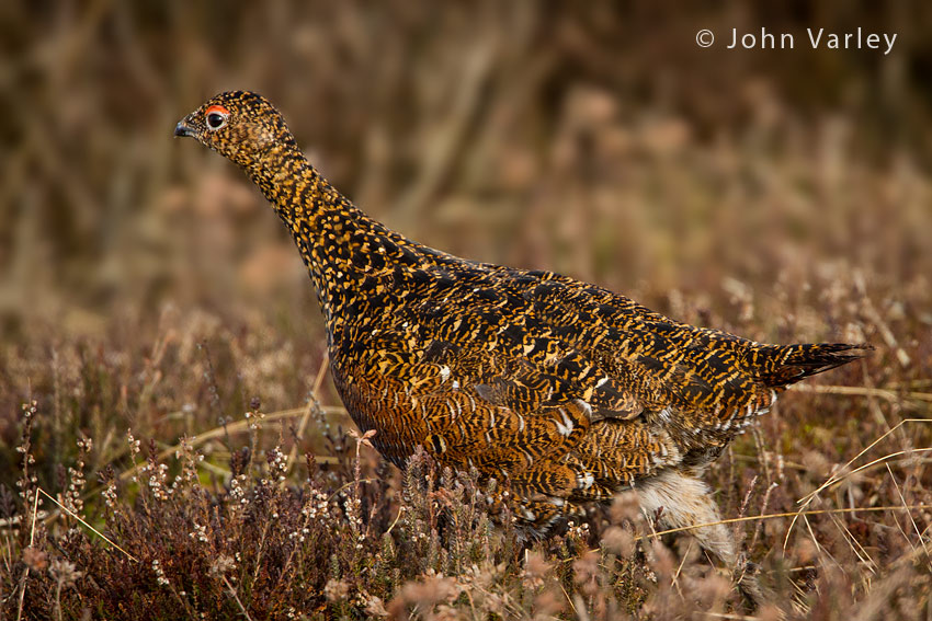 red_grouse_hen_850_0632.jpg