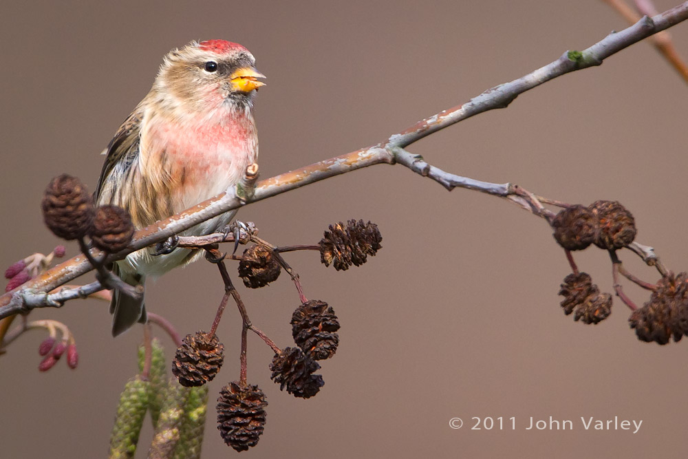 redpoll_1000_5457.jpg