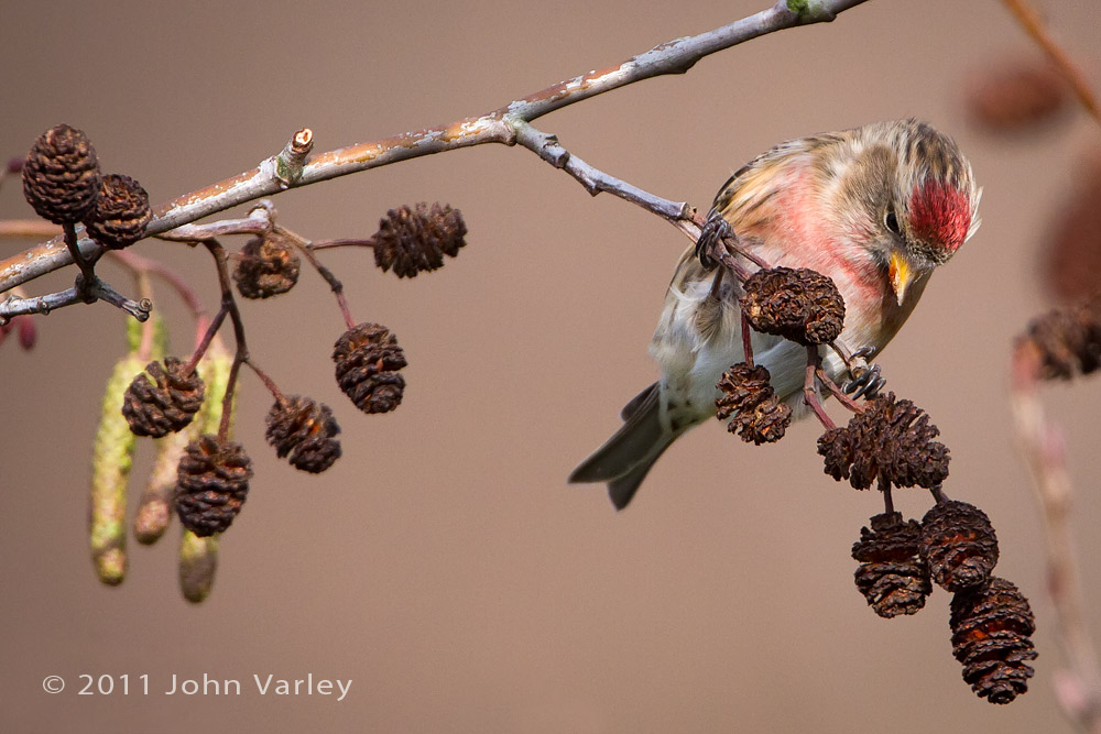 redpoll_1000_5461.jpg