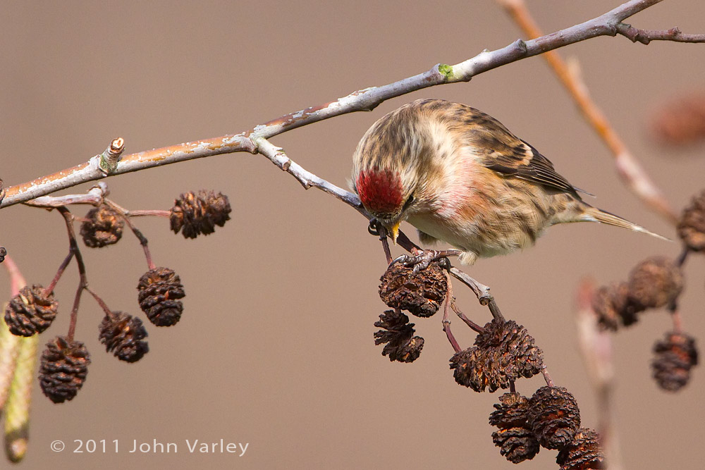 redpoll_1000_5463.jpg
