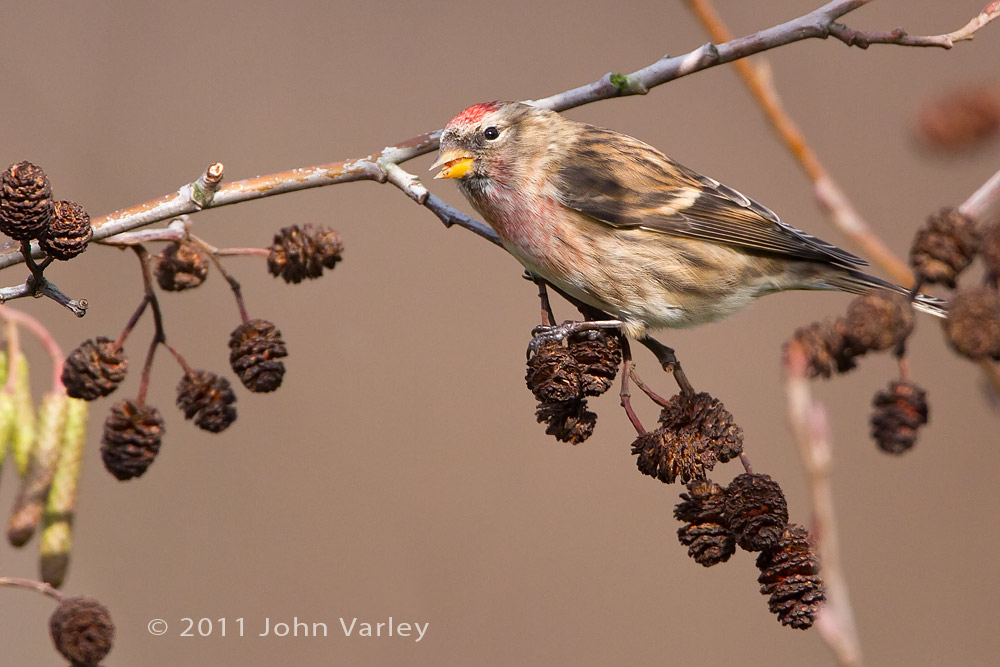redpoll_1000_5466.jpg