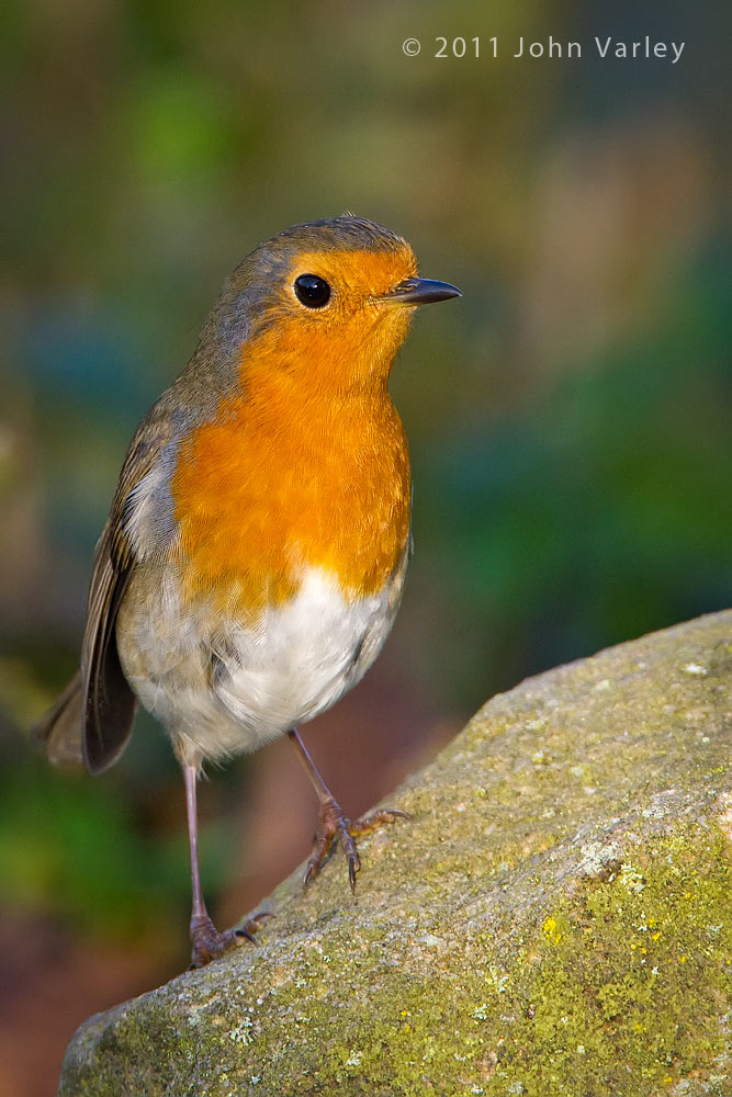 robin_1000_4363.jpg