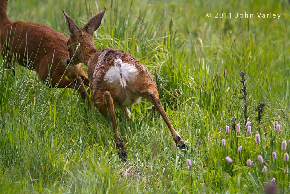 roe_deer_1000_2737.jpg