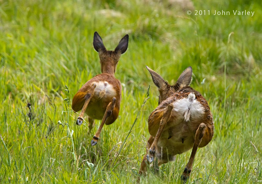 roe_deer_1000_2740.jpg