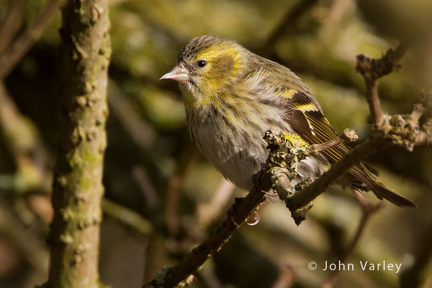 siskin_850_9533.jpg