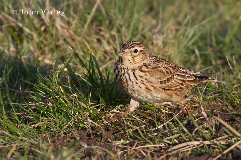 skylark_850_9728.jpg