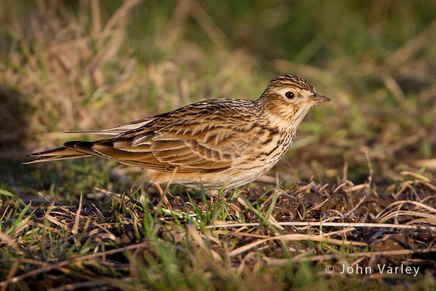 skylark_850_9746.jpg