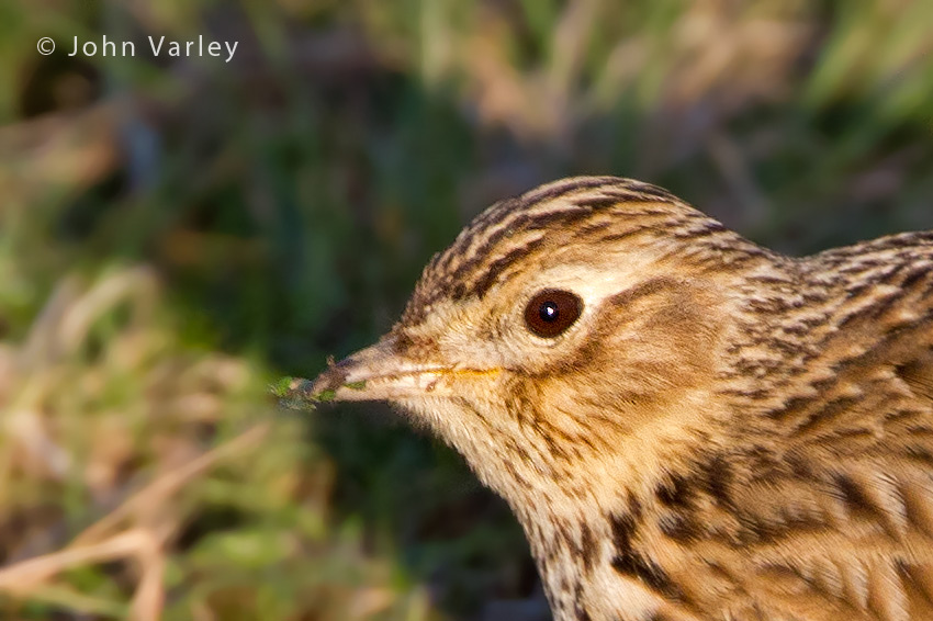 skylark_850_9833.jpg