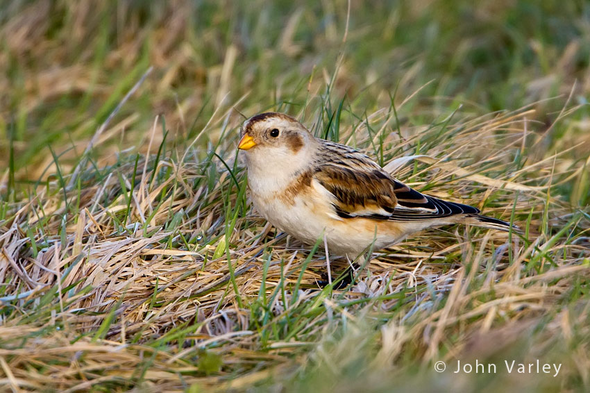 snow_bunting_850_9636.jpg