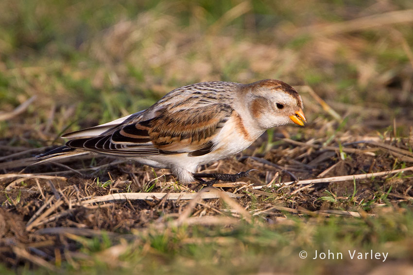 snow_bunting_850_9674.jpg