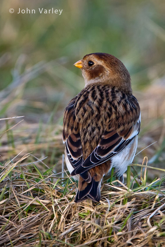 snow_bunting_850_9785.jpg