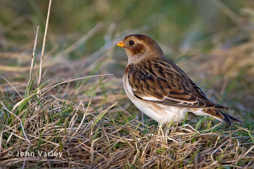 snow_bunting_850_9790.jpg