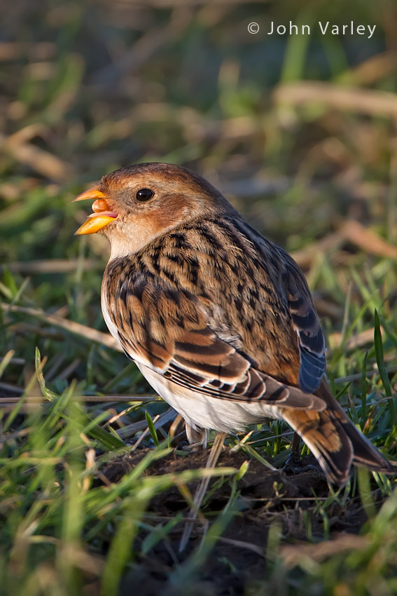 snow_bunting_850_9821.jpg
