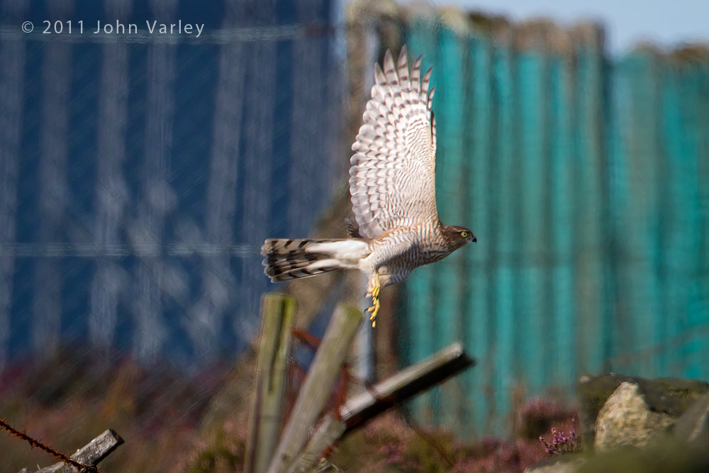 sparrowhawk_1000_4054.jpg