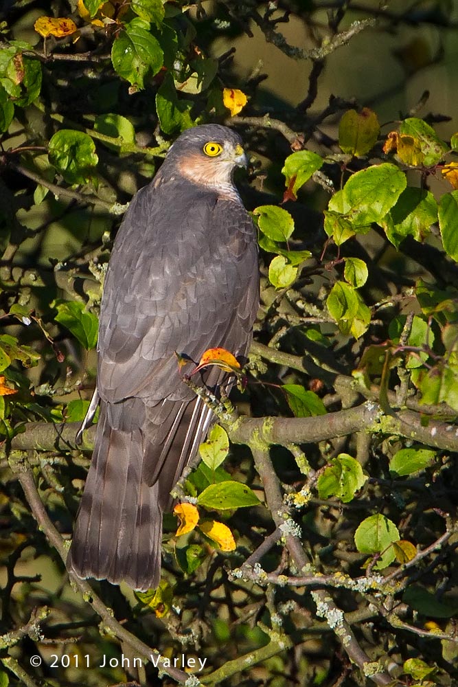 sparrowhawk_1000_4385.jpg