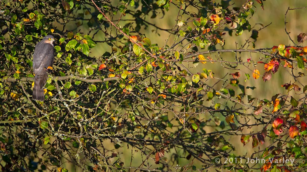 sparrowhawk_1000_4395.jpg
