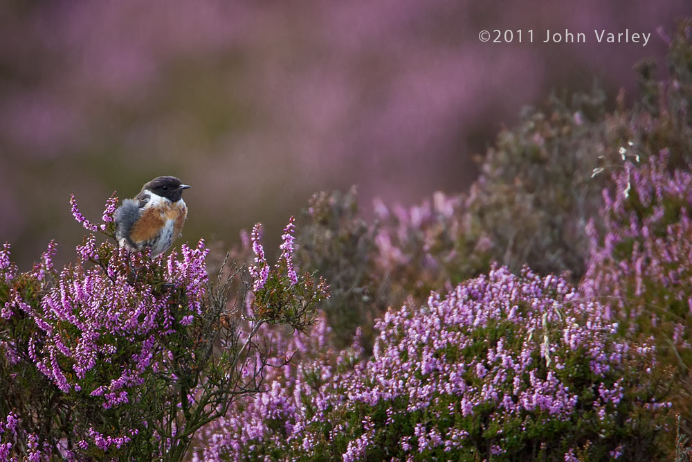 stonechat_heather_1000_3693.jpg