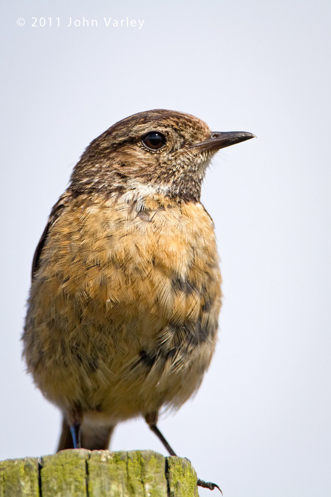 stonechat_juvenile_1000_3720.jpg