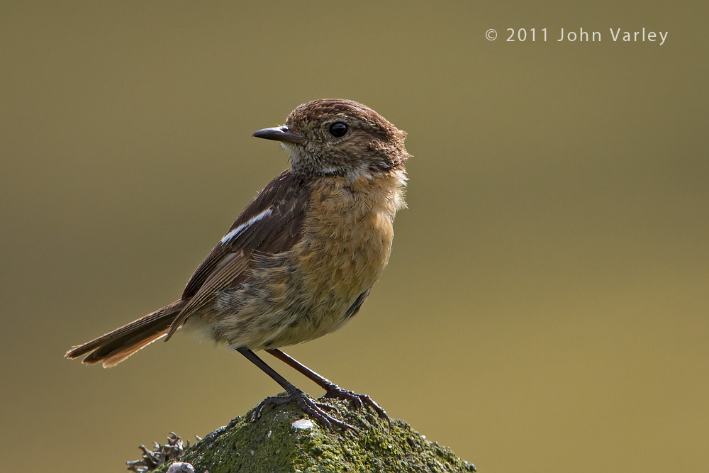 stonechat_juvenile_1000_3729.jpg