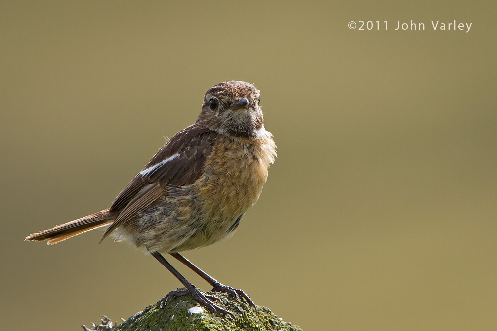 stonechat_juvenile_1000_3733.jpg