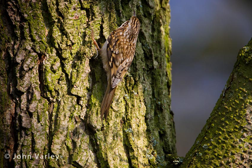 treecreeper_850_0281.jpg