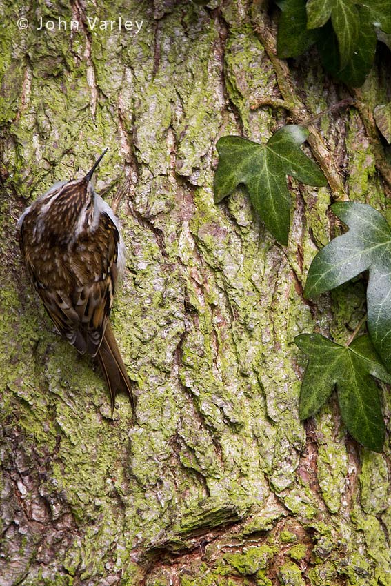 treecreeper_850_0290.jpg