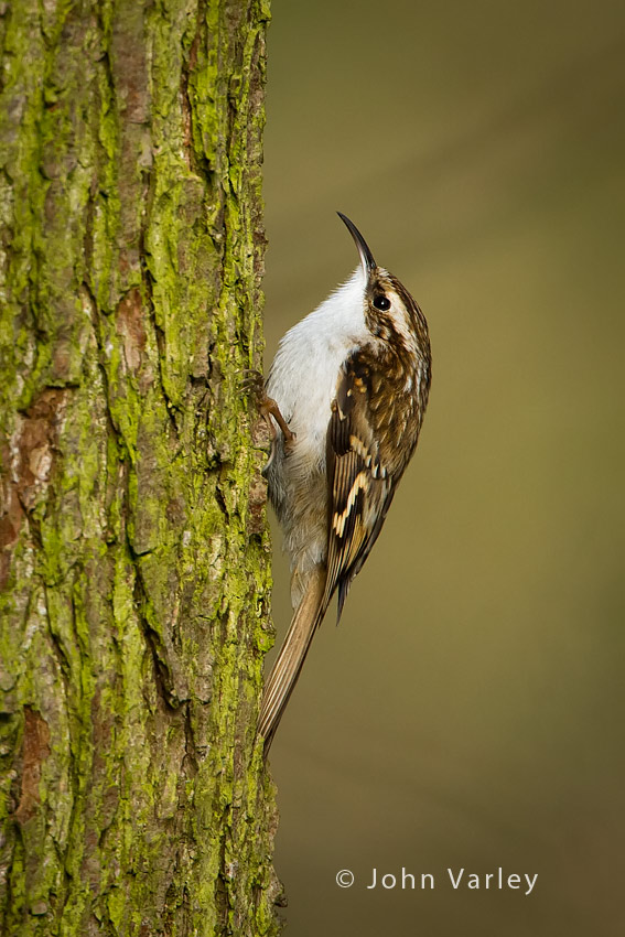 treecreeper_850_0326.jpg