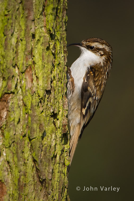 treecreeper_850_0335.jpg