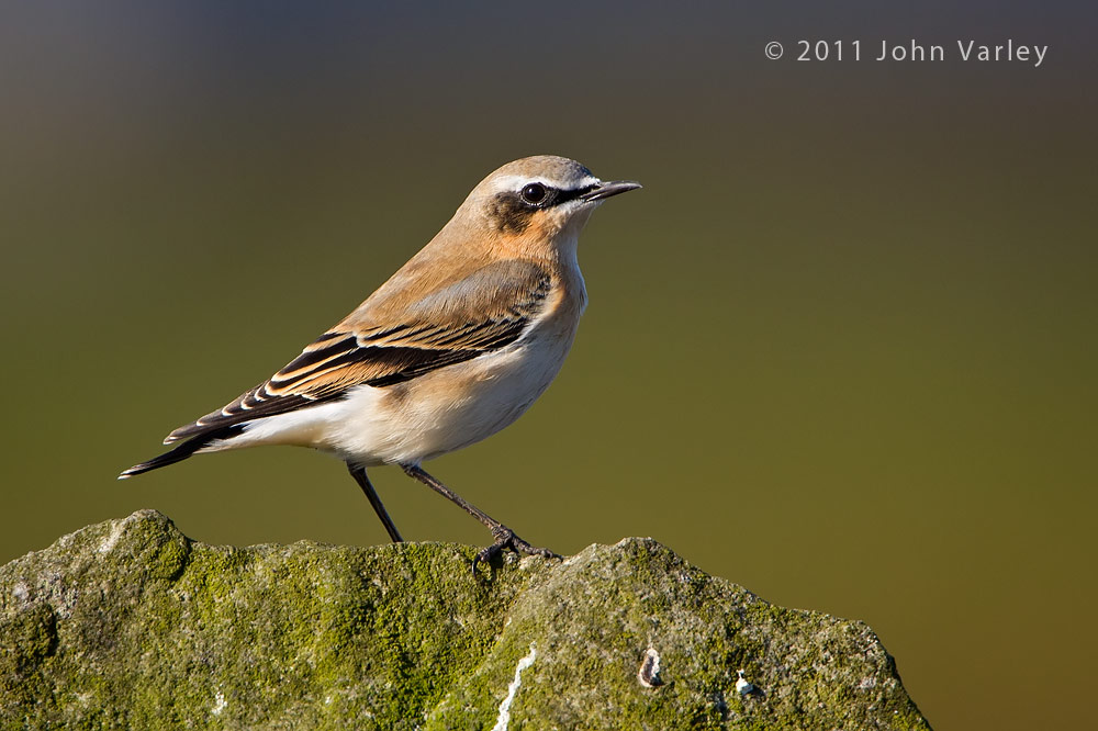 wheatear_1000_3564.jpg
