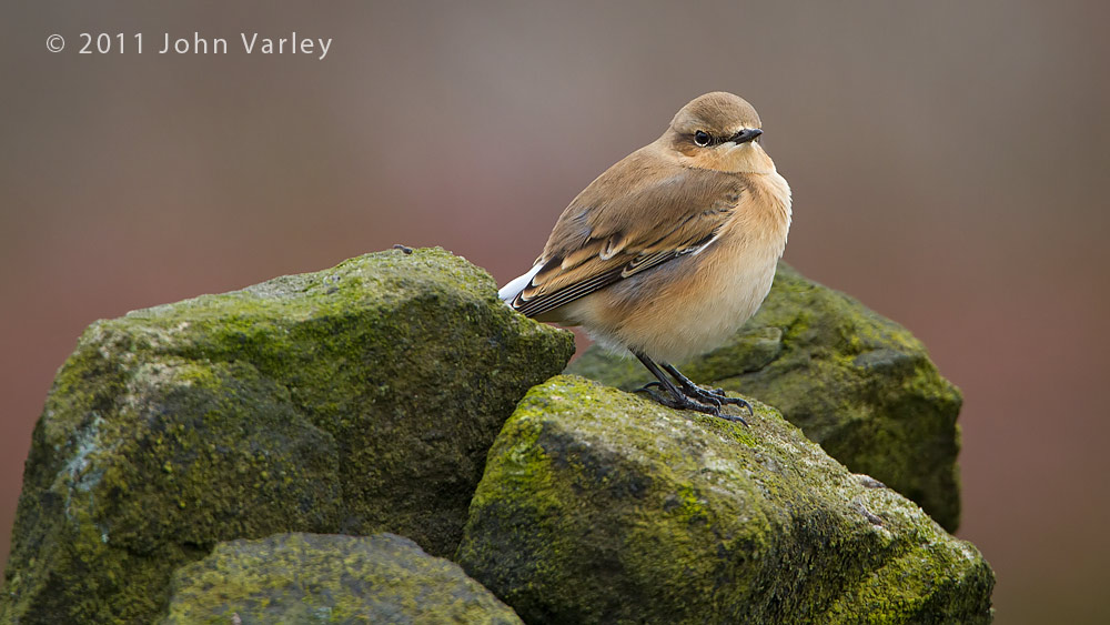 wheatear_1000_4007.jpg