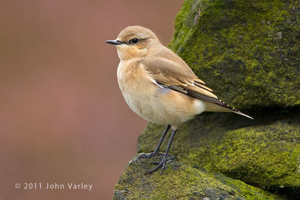 wheatear_1000_4024.jpg