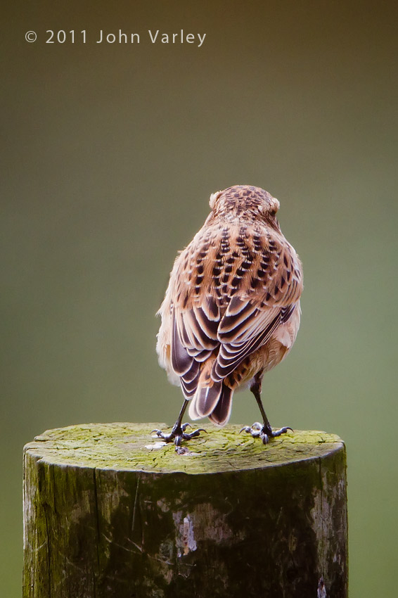 whinchat_juvenile_850_3701.jpg