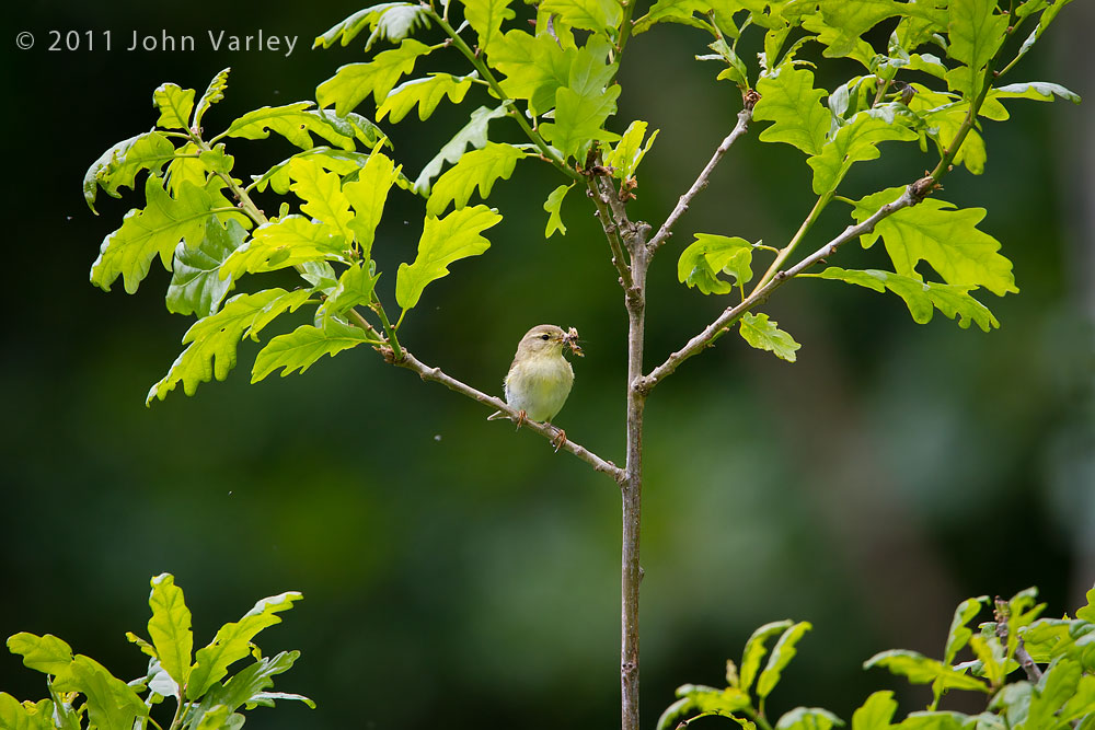 willow_warbler_1000_2721.jpg