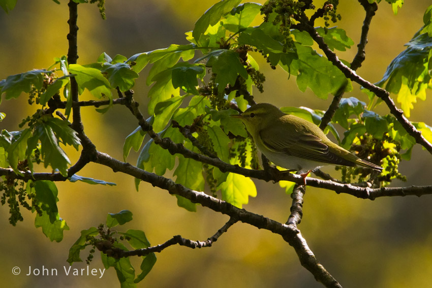 wood_warbler_850_2078.jpg
