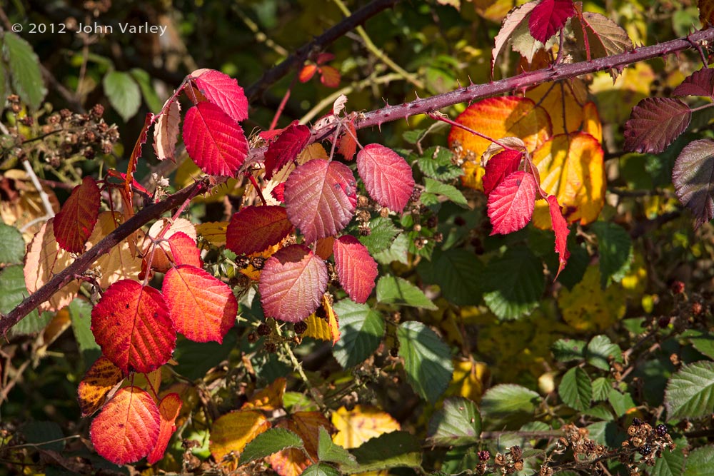 autumn_colours_1000_8970.jpg