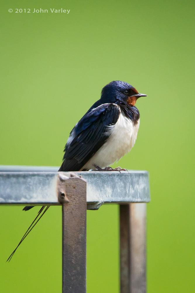 barn_swallow_1000_7874.jpg