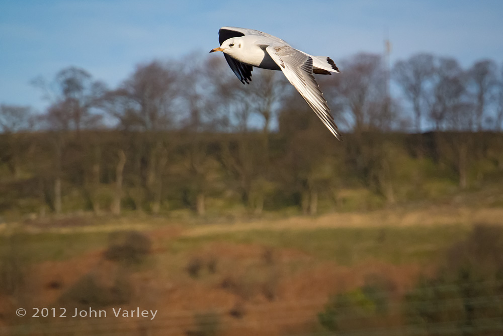black_headed_gull_1000_1140.jpg