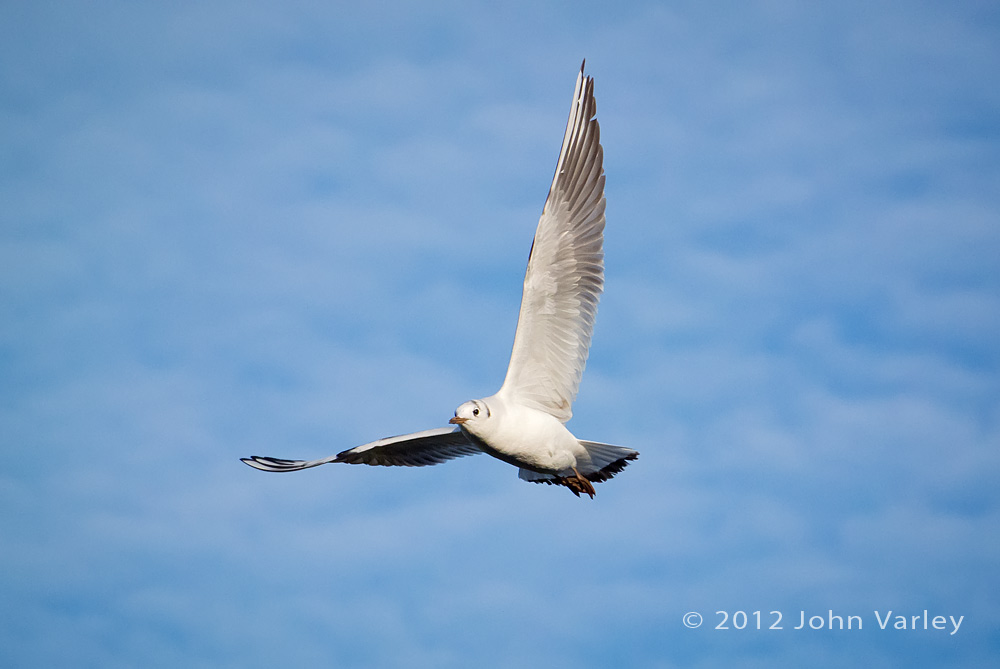 black_headed_gull_1000_1155.jpg
