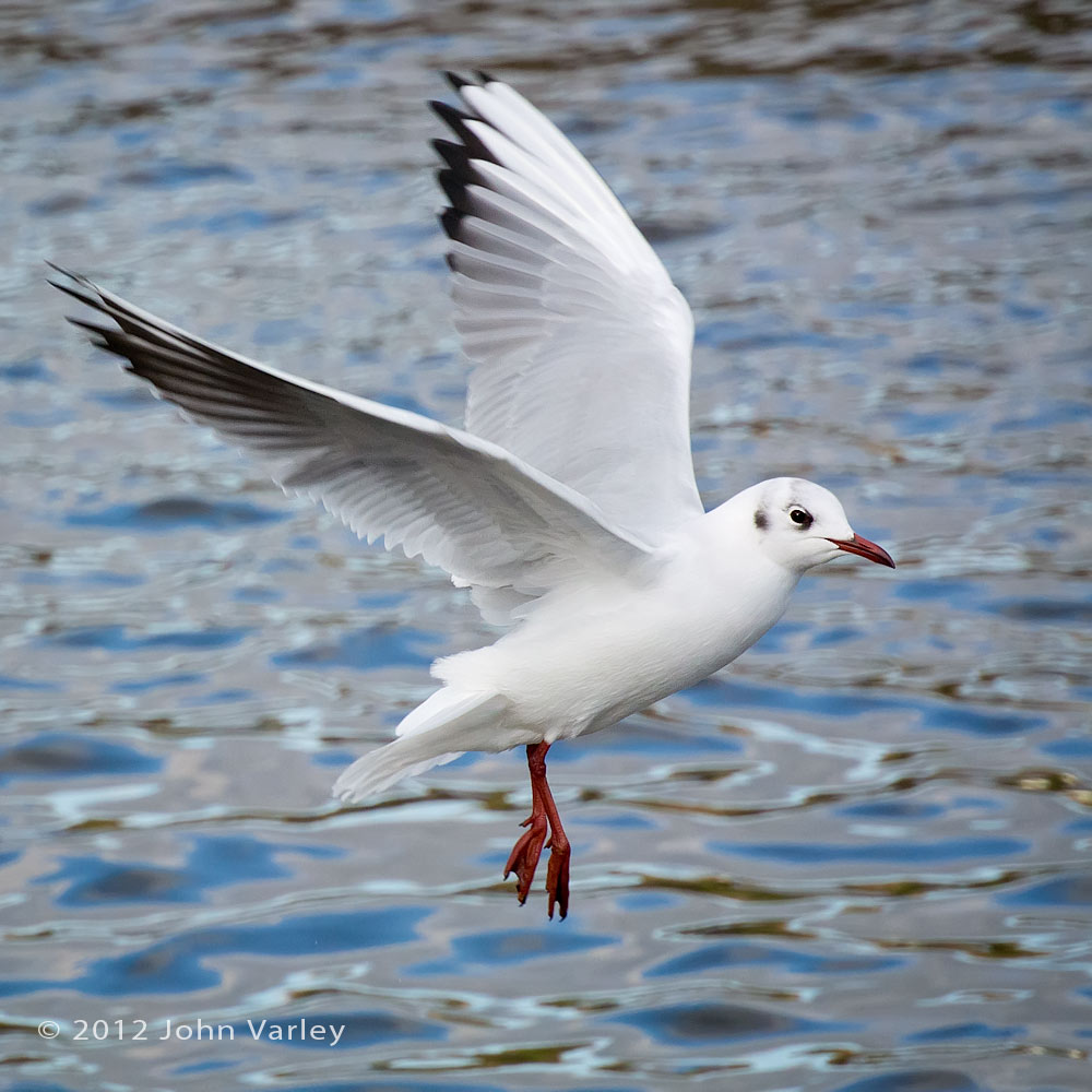 black_headed_gull_1000_1330.jpg