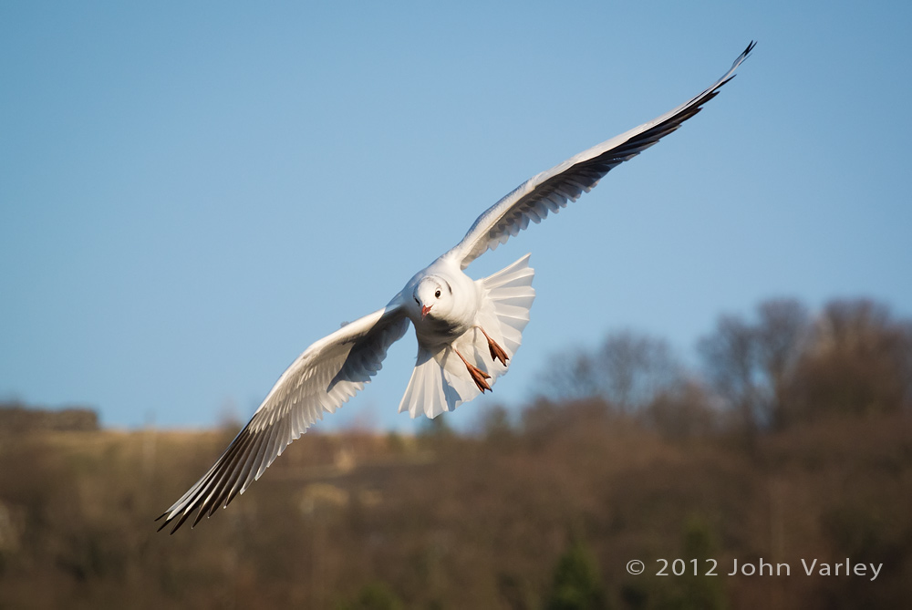 black_headed_gull_1000_1441.jpg