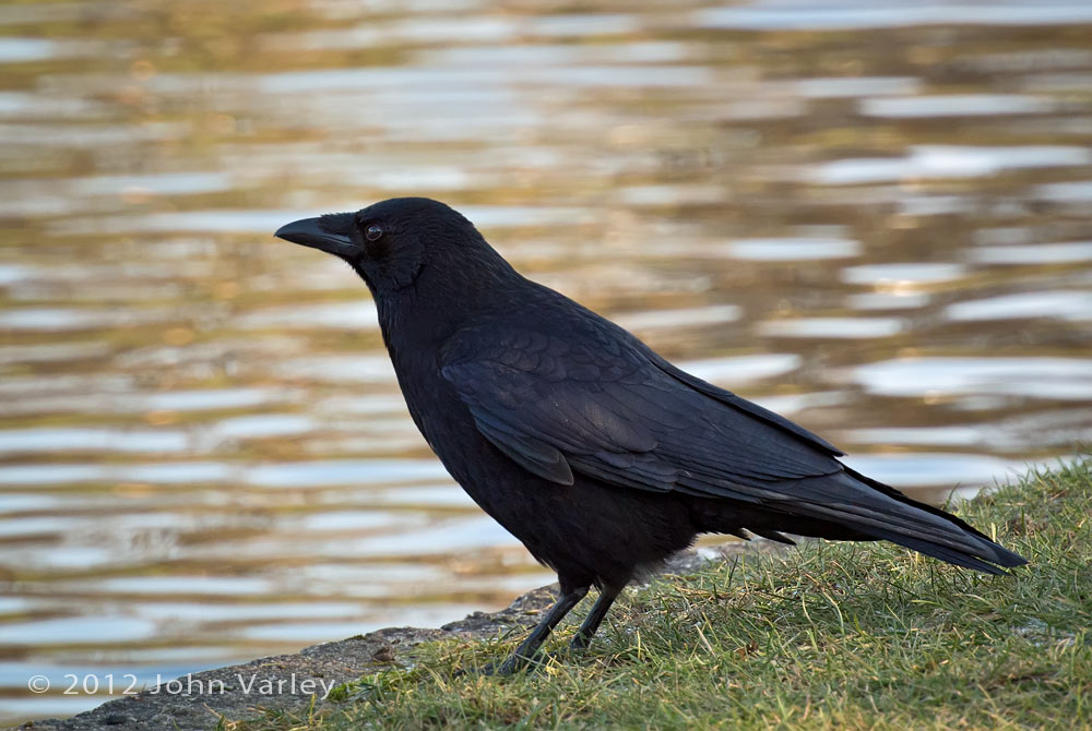carrion_crow_1000_1451.jpg